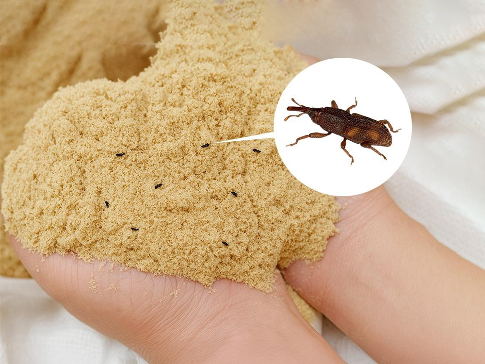 「米ぬかの害虫（コクゾウムシ）と防除プロセス」