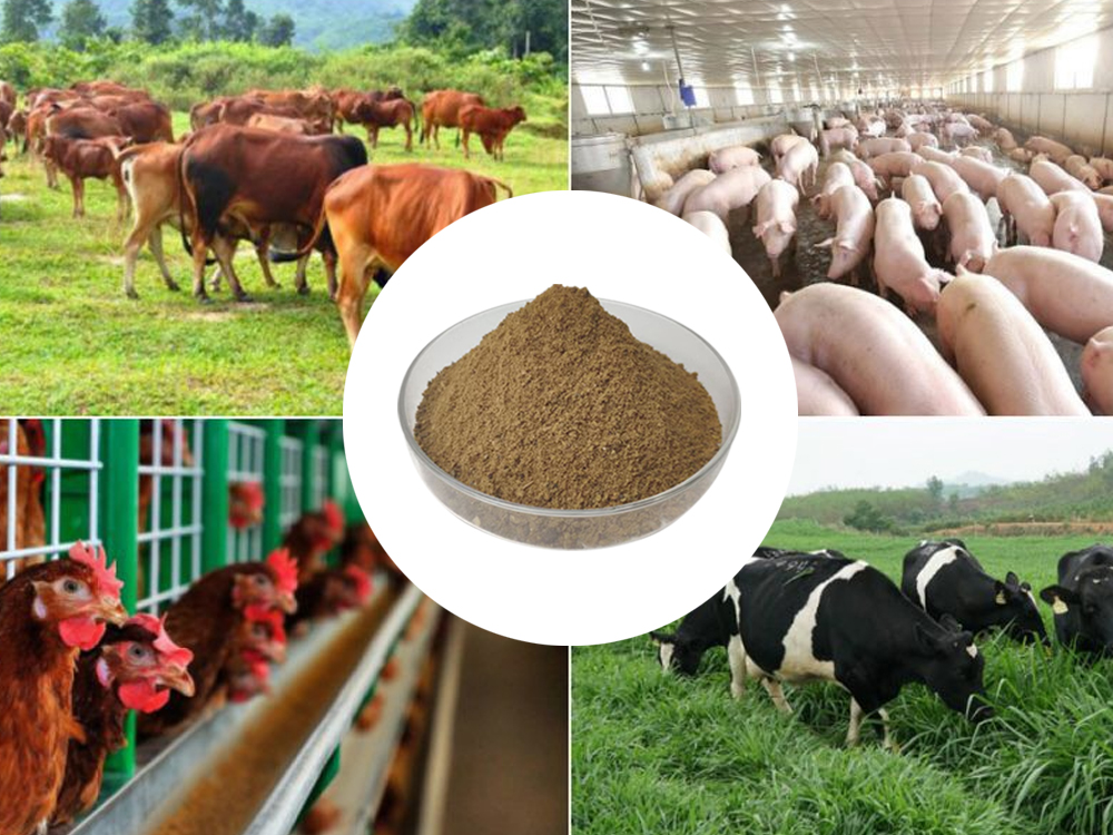 Fish Meal - The Secret To Highly Efficient And Sustainable Cattle Farming