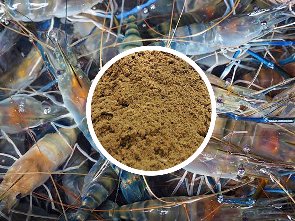 Bột Cá Masi - Nguồn Protein Thiết Yếu Trong Thức Ăn Cho Tôm