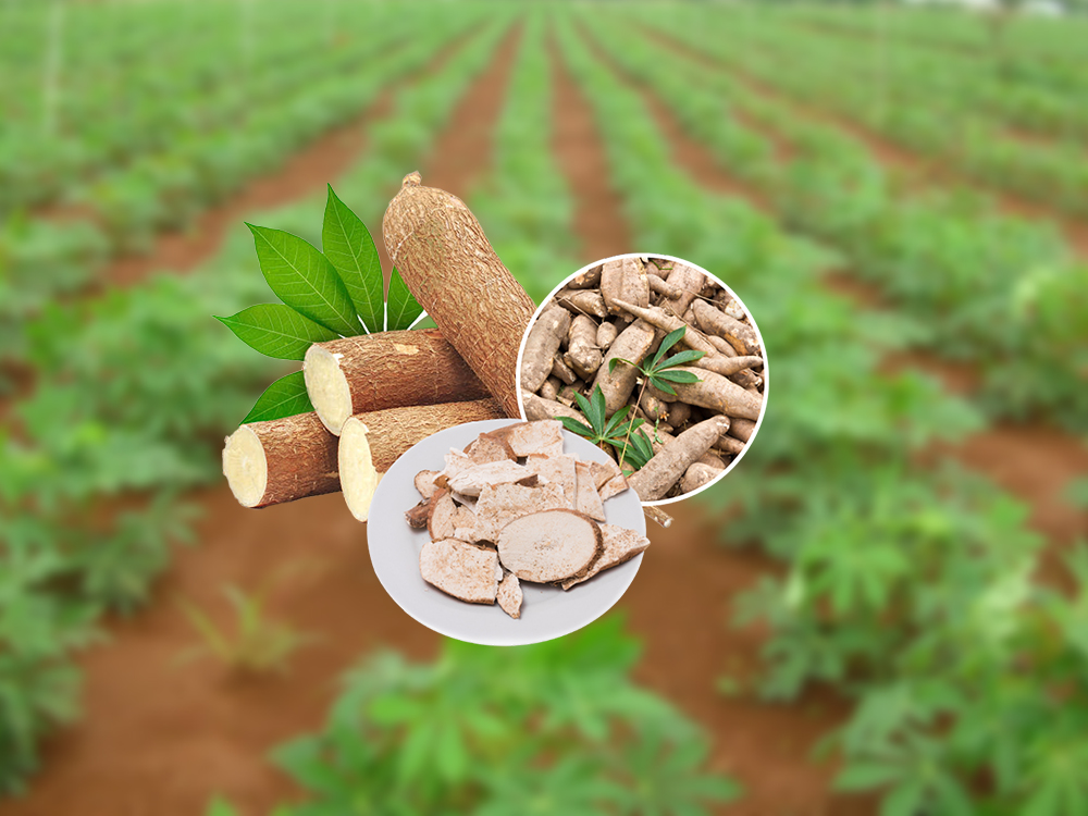 mì lát thức ăn chăn nuôi giàu xơ cho vật nuôi