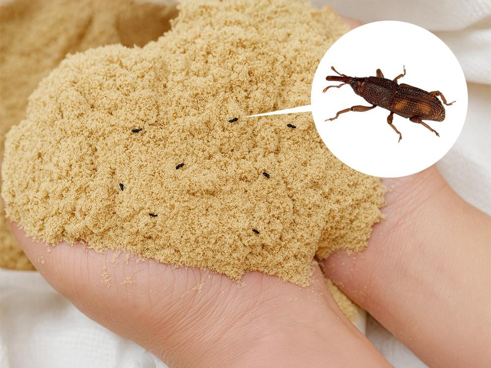 稻糠象鼻虫及防治操作指南
