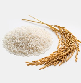 飼料用砕米粒
