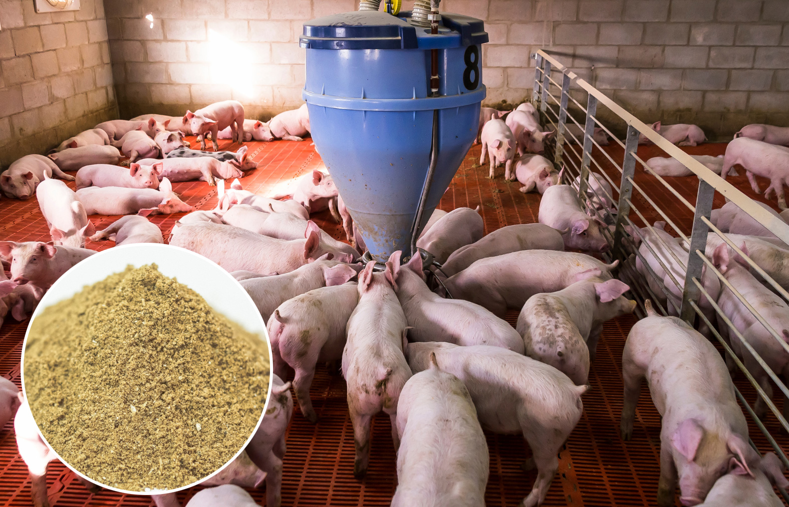 Why Does Fish Meal Play An Important Role In Pig Farming?