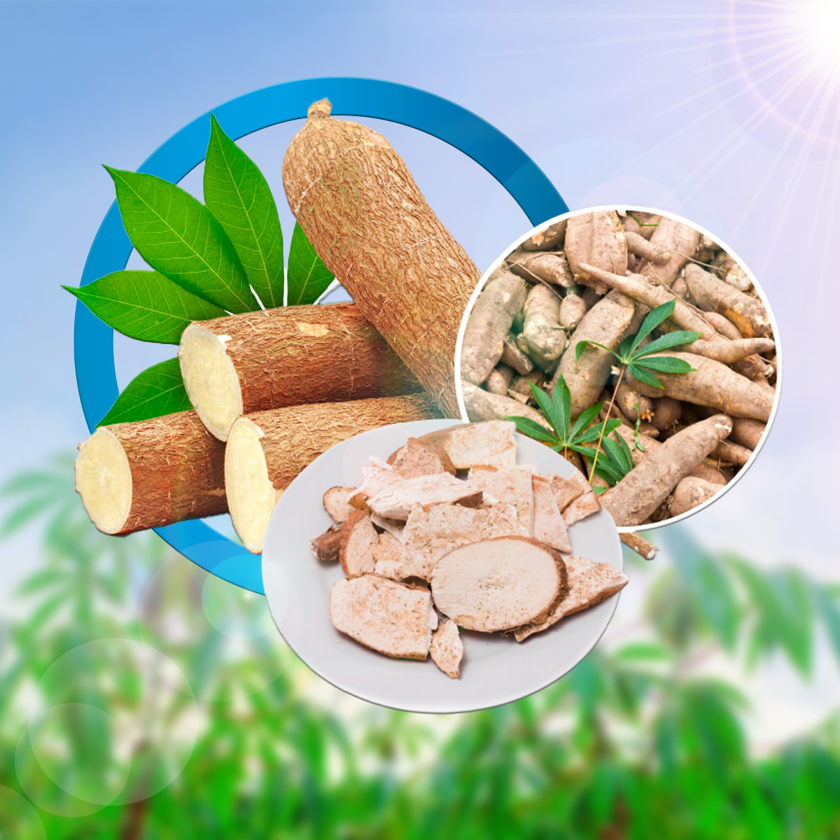 How Tapioca Chips Contain High Nutritional Content For Animals?