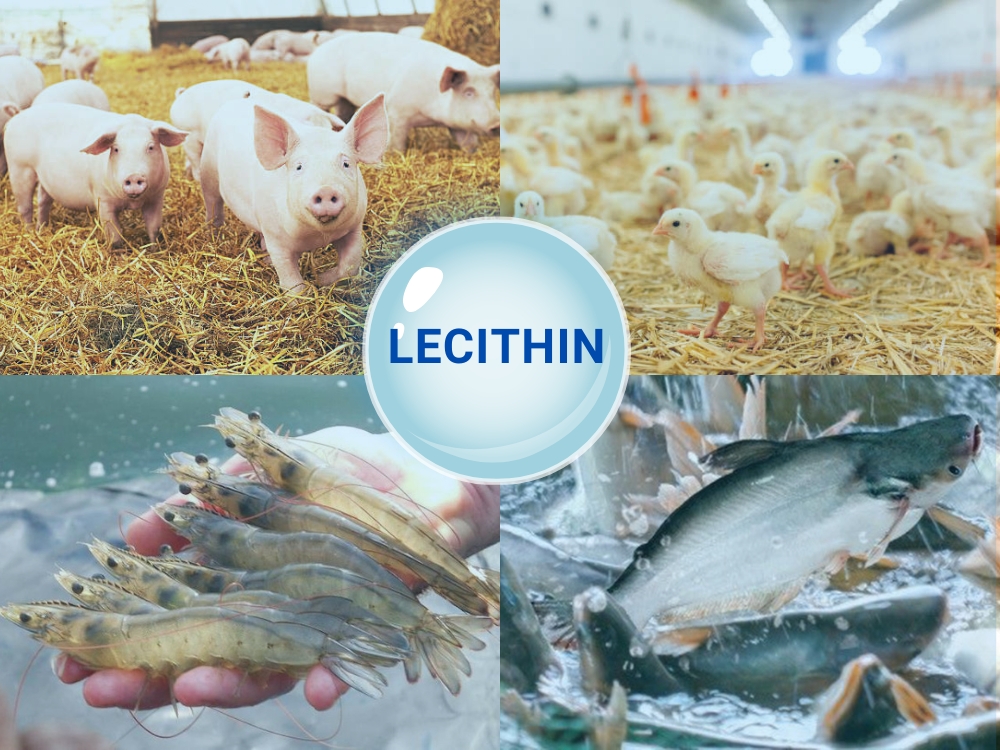 lecithin 3