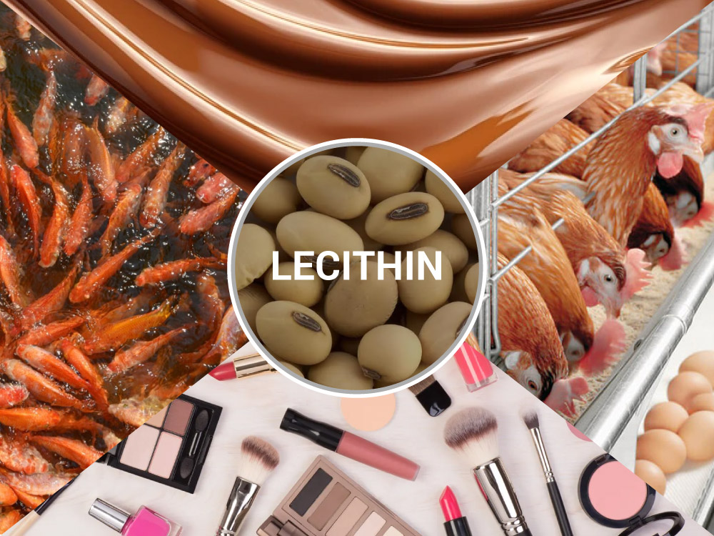lecithin-huong-duong 2