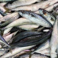 Sources Of Raw Material For Fish Meal Production