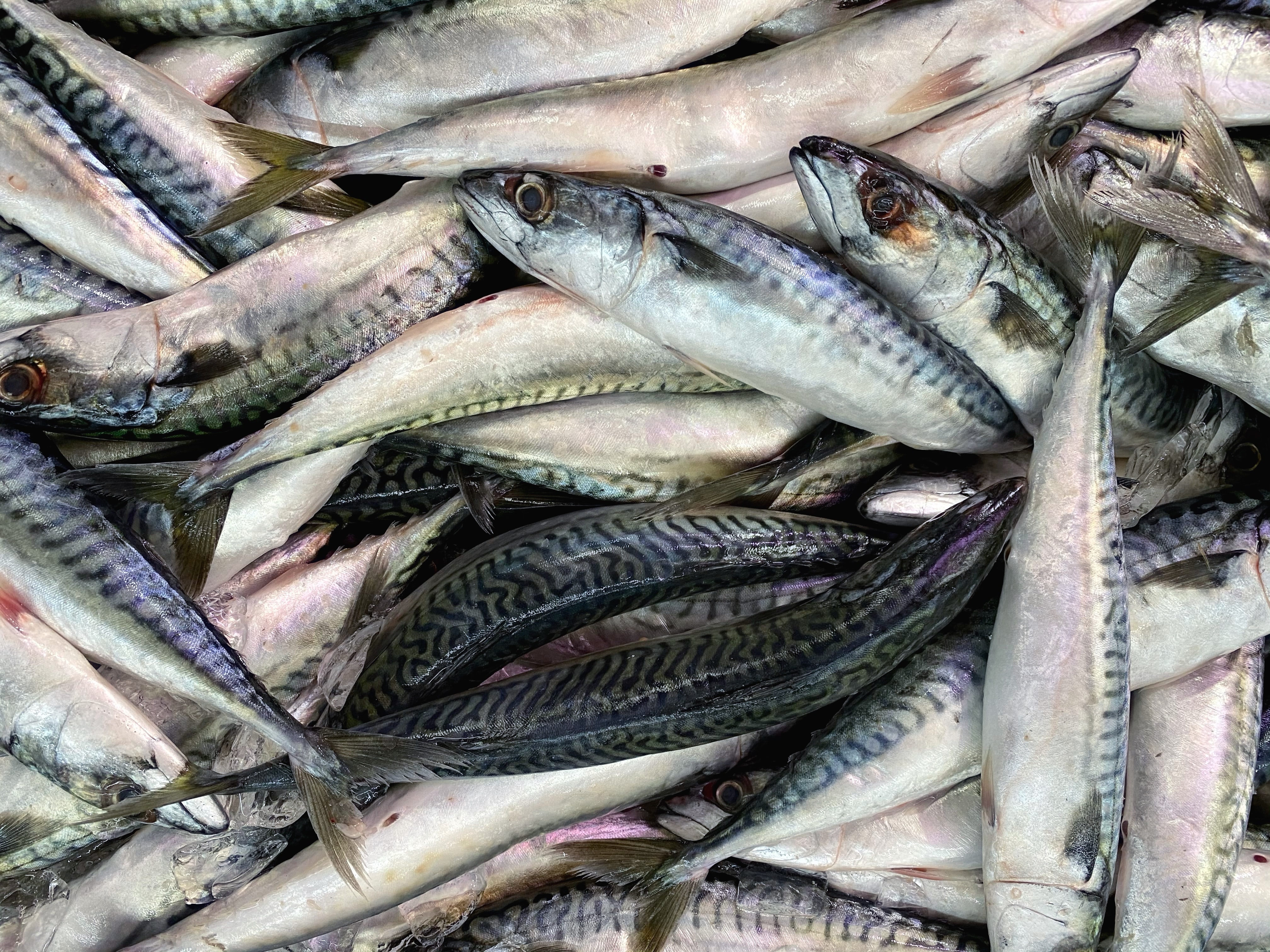 Sources Of Raw Material For Fish Meal Production